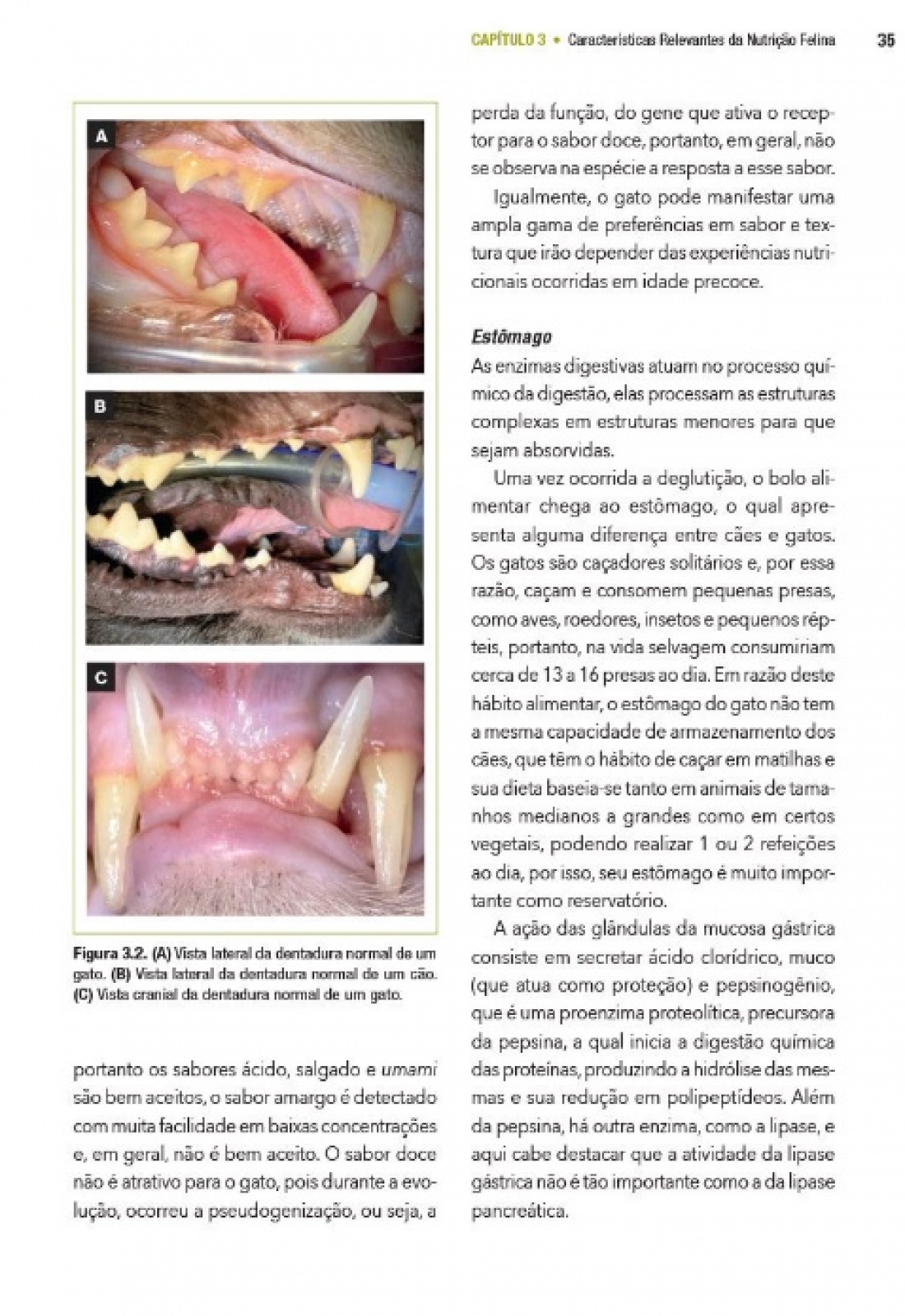 Manual Prático De Medicina Felina Volume Ii