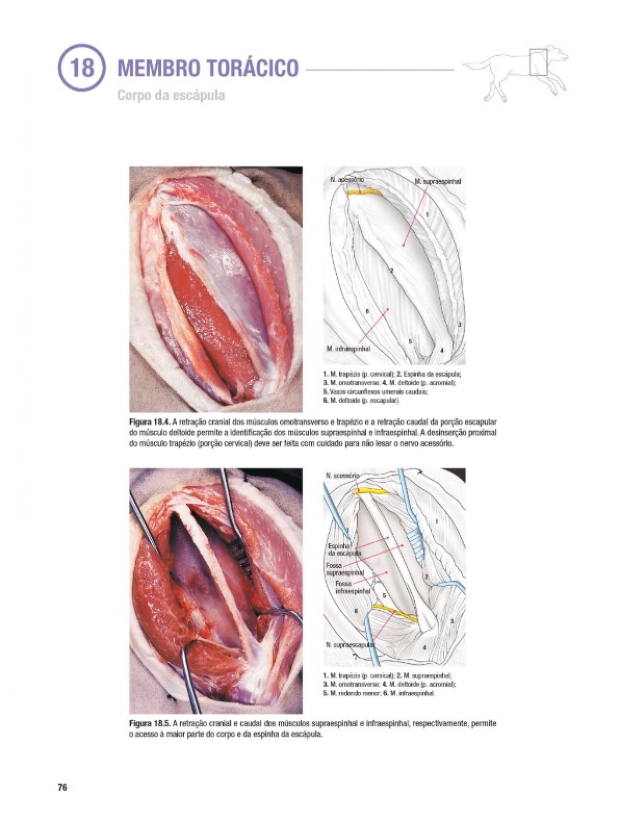 Atlas De Abordagens Cirúrgicas Em Traumatologia Canina