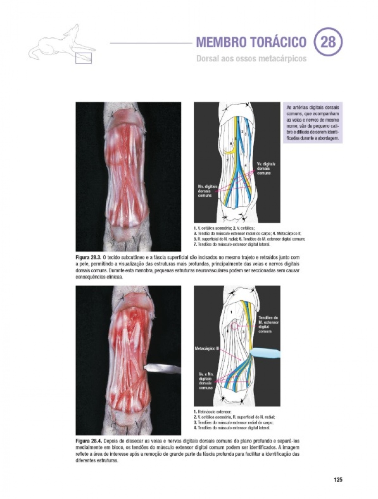 Atlas De Abordagens Cirúrgicas Em Traumatologia Canina